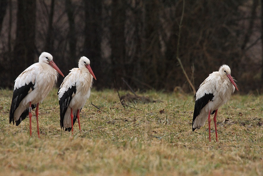 Les premières cigognes sont de retour en Bourgogne-Franche-Comté